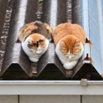 swiftiesian Profile Picture