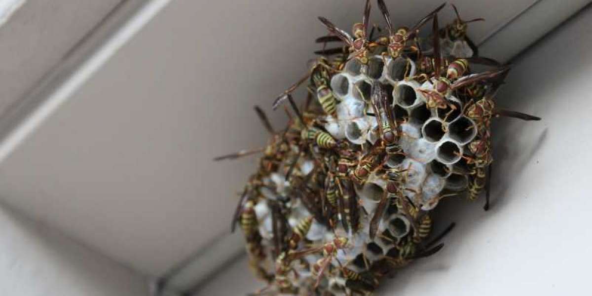 House Pest Control: The Dangers of Treating a Wasp Nest Yourself