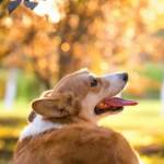 Alleno Profile Picture