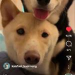 Laststep Profile Picture