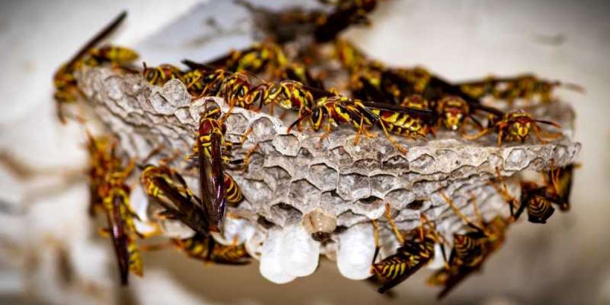 What to Expect from wasp nest removal in London?