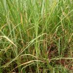 Baba Saqwa Profile Picture