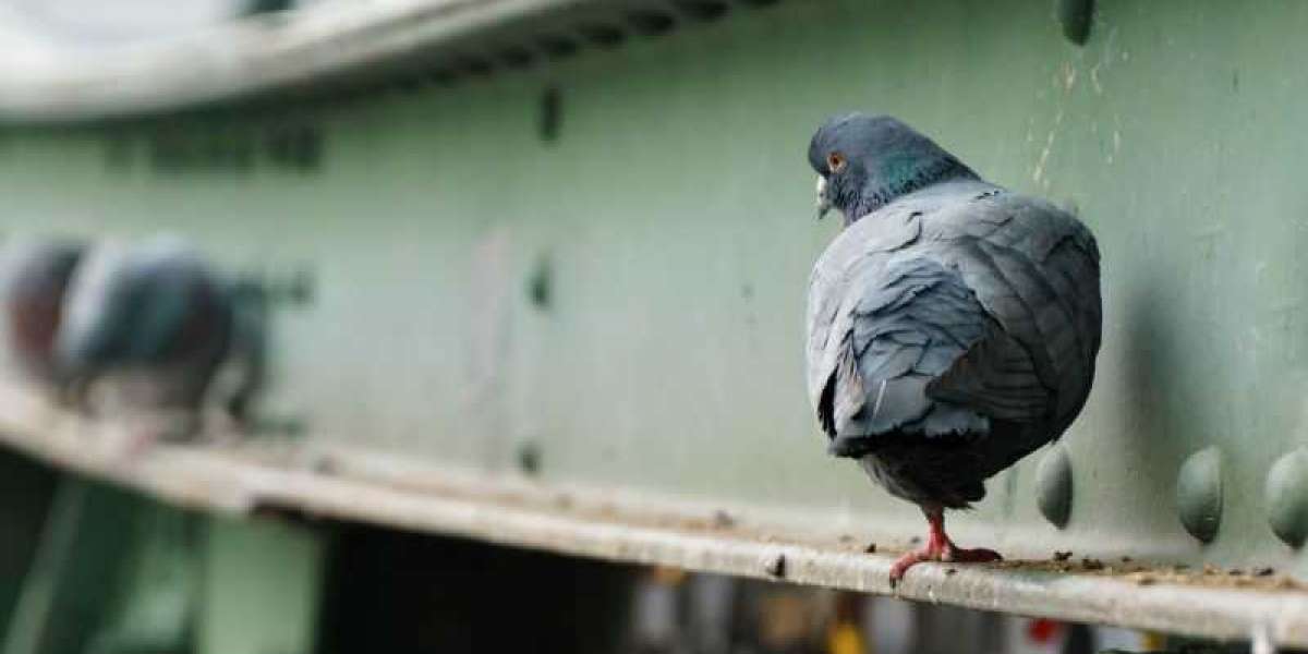 A Short Guide to Pigeon Pest Control Using Netting