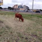 Kelvin Muema Profile Picture