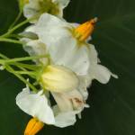 Jacinta Muringo Profile Picture