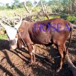 Balele Profile Picture