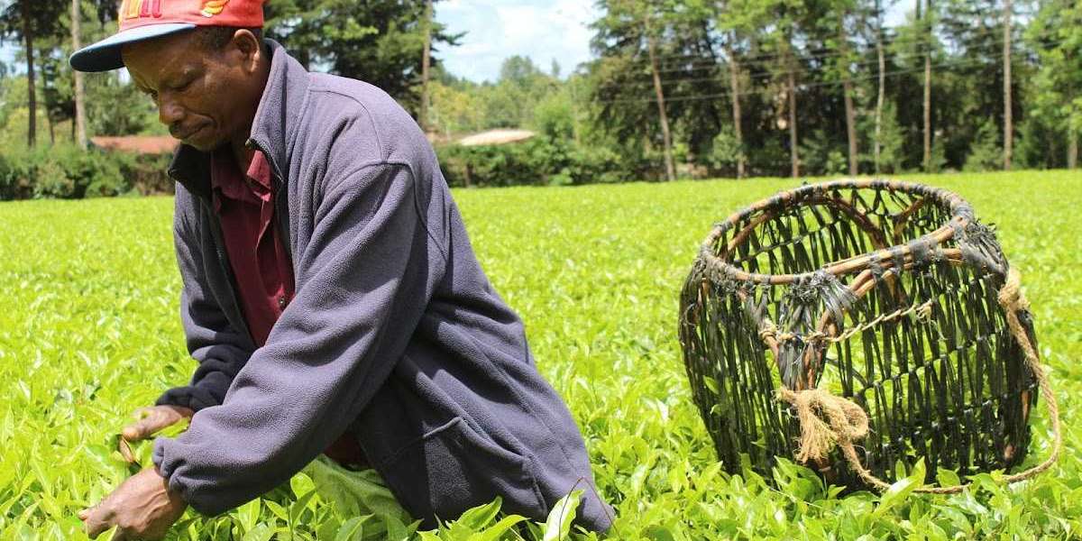 Tea costs stay steady areas of strength for as acquires ranchers more