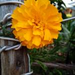 Dennis Triz Profile Picture