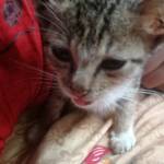 Aldo Apriandi Profile Picture