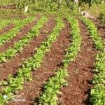 Barchok Sigei Profile Picture