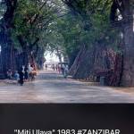 merli Profile Picture