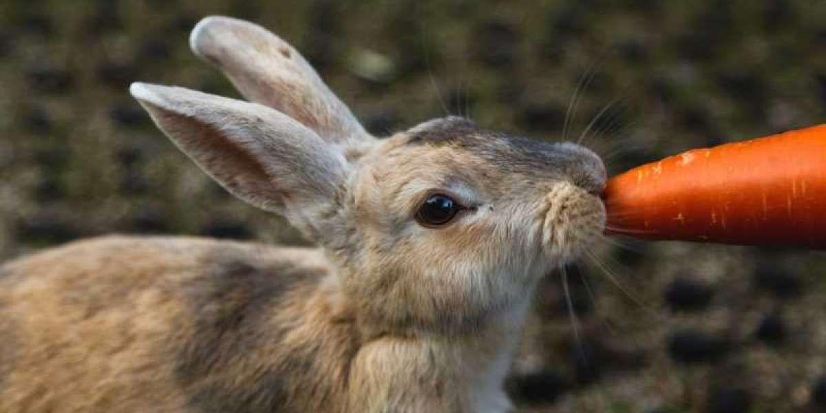 Rabbit Food: How To Choose It?