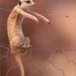 Joshua Ndegwa Profile Picture