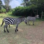 Godfrey Mwakisole Profile Picture