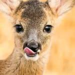 Geoffrey Mulinge Profile Picture