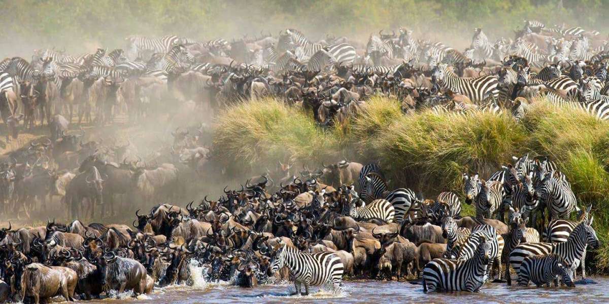 The Greatest wildebeest migration in Masai Mara, Kenya
