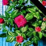 Sleshmoney Profile Picture