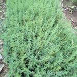 Joshfred Profile Picture