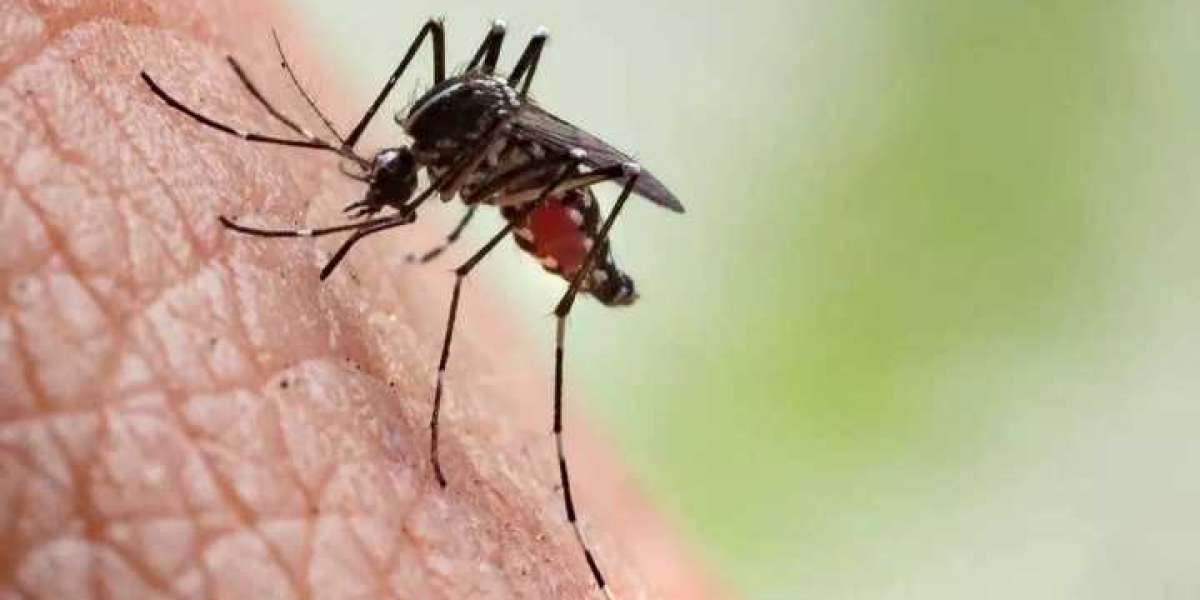 Mosquitoes biting you more? Know why are mosquitoes attracted to some people more than others