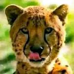 Abillah Anafi Profile Picture