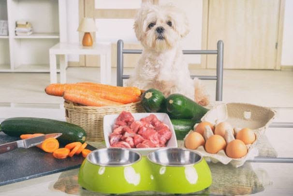 The Six Essential Classes of Nutrients Dogs Need for Optimum Healthy Living