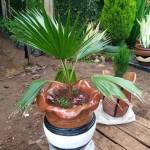 Isaac Amani Profile Picture