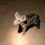 Augustino Emanuel Profile Picture