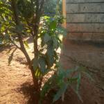 MARK MWAURA Profile Picture