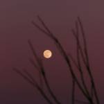 Illia Kosoma Profile Picture