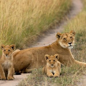 Kenya Safari Tours, Luxury Safari Packages | Ashford Tours