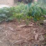 Kasuku Profile Picture