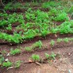 Kaoka Profile Picture