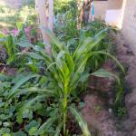 Navigator Njuga Profile Picture