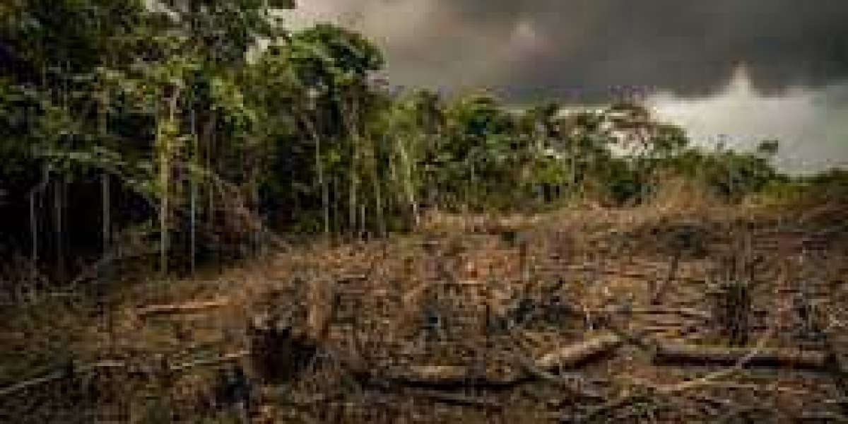 The World Made A Big Pledge To End Deforestation. It Immediately Fell Off Track.