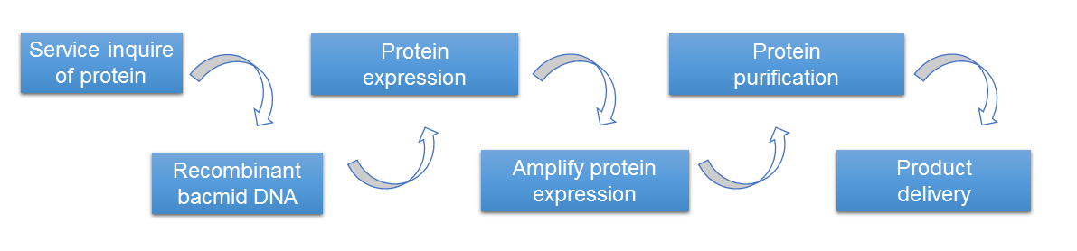 Large-Scale Protein Expression and Purification Service - Creative BioMart Vir-Sci