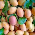 Kelvine Morei Profile Picture