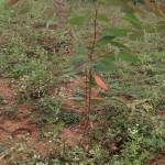 F Umaya Profile Picture