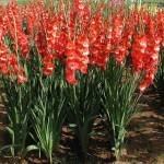 gvspavan Profile Picture