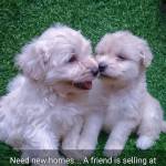 Khaira Ayla Profile Picture