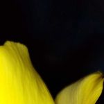 Daniel Muchai Profile Picture