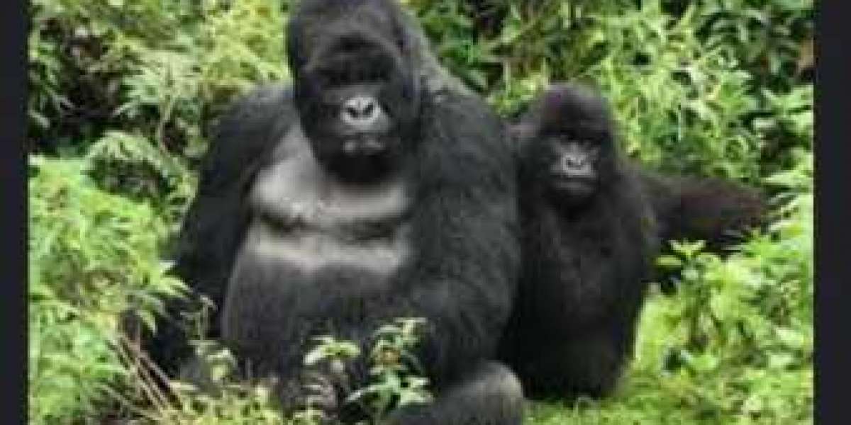 RWANDA NZIZA (igice cya .I.) Ibyiza nyaburanga.