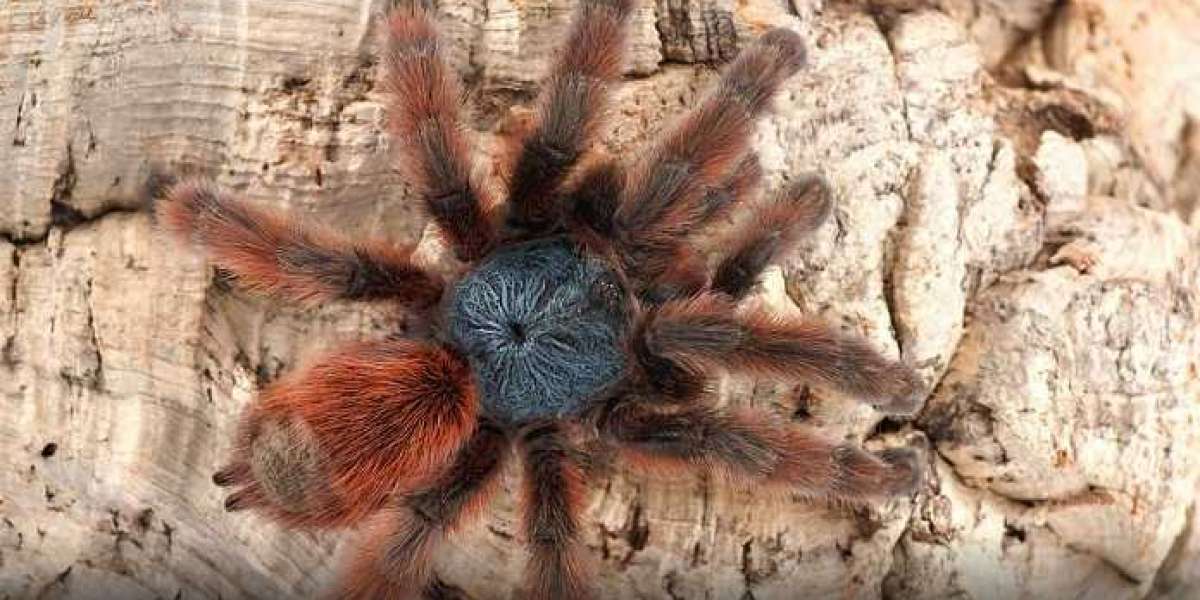 Iowa is Now Home to Nearly 170 Iowa is Now Home to Nearly 170 Tarantulas