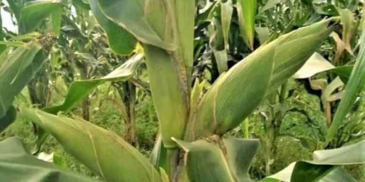 10 Reasons Why Green Maize Farming in Kenya is Profitable