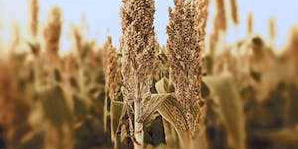 MILLET AS A STAPLE CROP AND HOW WE BENEFIT FROM IT