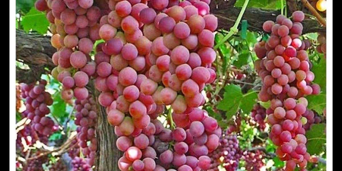 Production of grapes