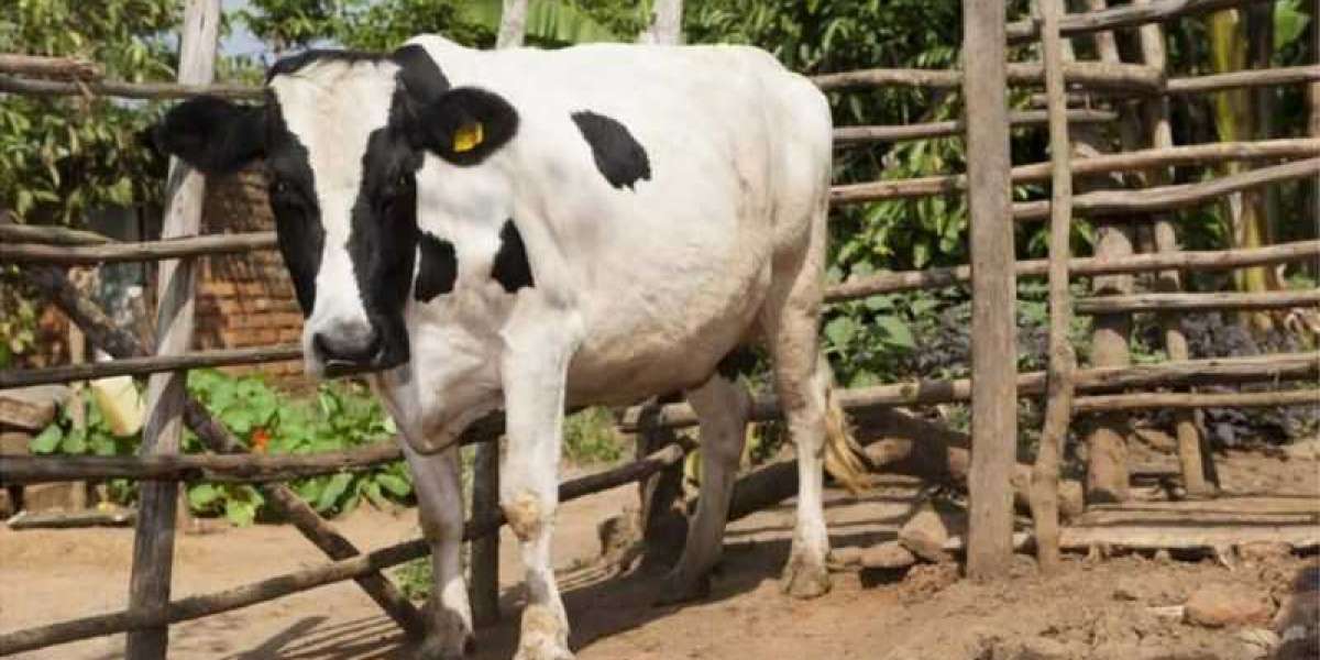 Cows for Uganda go start to get 'birth certificate'
