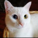 Carljo Profile Picture