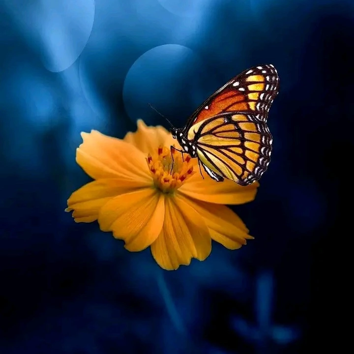 Salimini Ismail Profile Picture