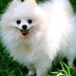 Fabirorossiode Profile Picture