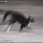 Reanna Rohan Profile Picture